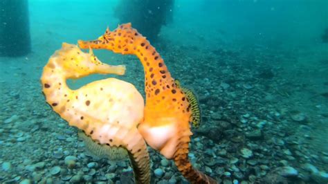 do they lay eggs seahorse.